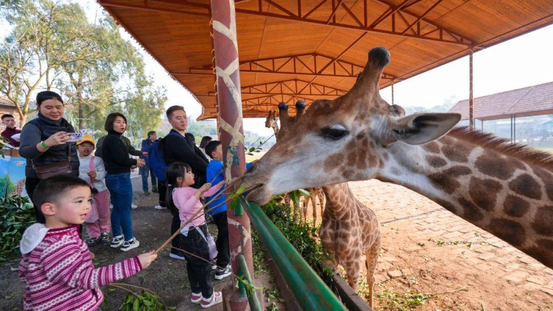 🐗78m网站入口🍃：✅78米长的动物主题网站入口新体验？